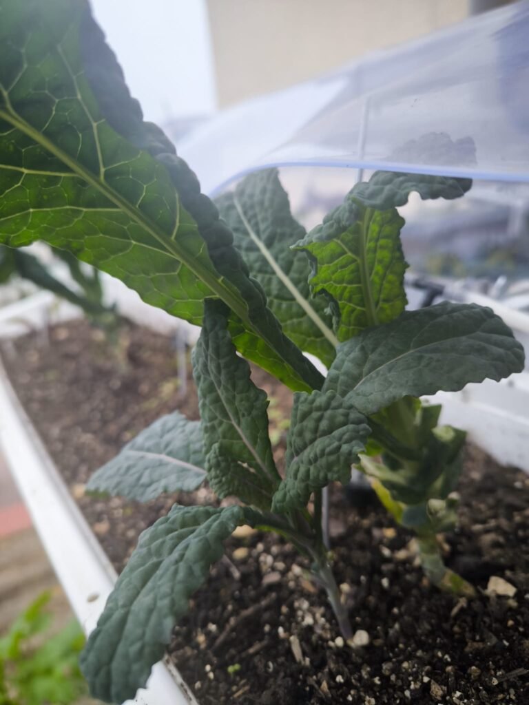 Cómo Tener un Huerto en Casa ☀️ Guía Completa para Cultivar en Casa 23 huerto en casa