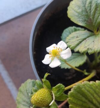 plantar fresas en casa