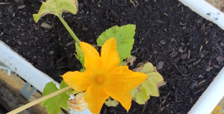 🥬Tu Mesa de Cultivo en Primavera Verano 1 mesa de cultivo primavera - verano