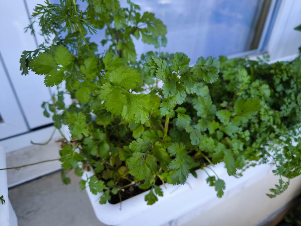 🪴 Cómo plantar cilantro en maceta y sus cuidados: tener hojas frescas todo el año 🪴 11 plantar cilantro en macetas