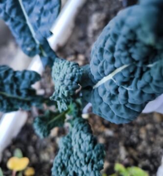 plantar kale en casa