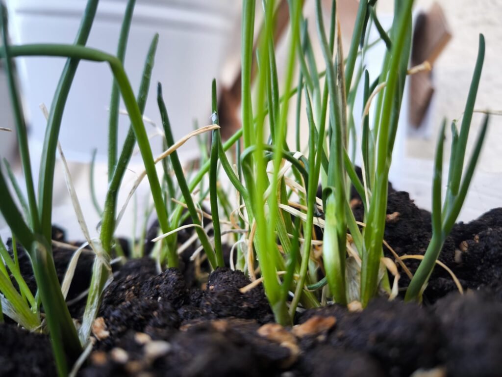 🌱 Qué plantar en marzo en maceta en el hemisferio norte: Guía completa para tu huerto urbano 21 plantar marzo en maceta hemisferio norte