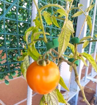 plantar tomates en casa