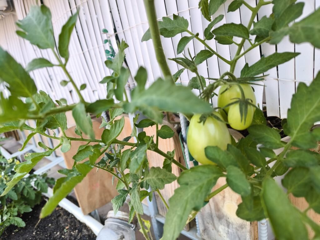 plantar tomates en maceta en huerto urbano