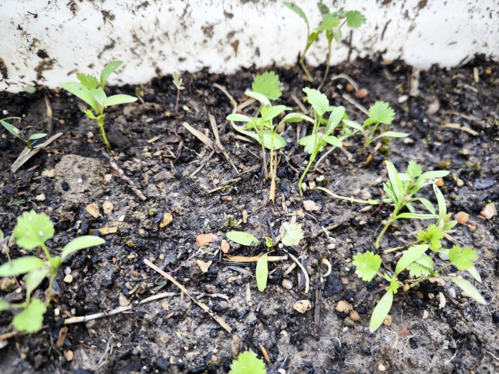 🪴 Cómo plantar cilantro en maceta y sus cuidados: tener hojas frescas todo el año 🪴 13 plantas de cilantro en maceta