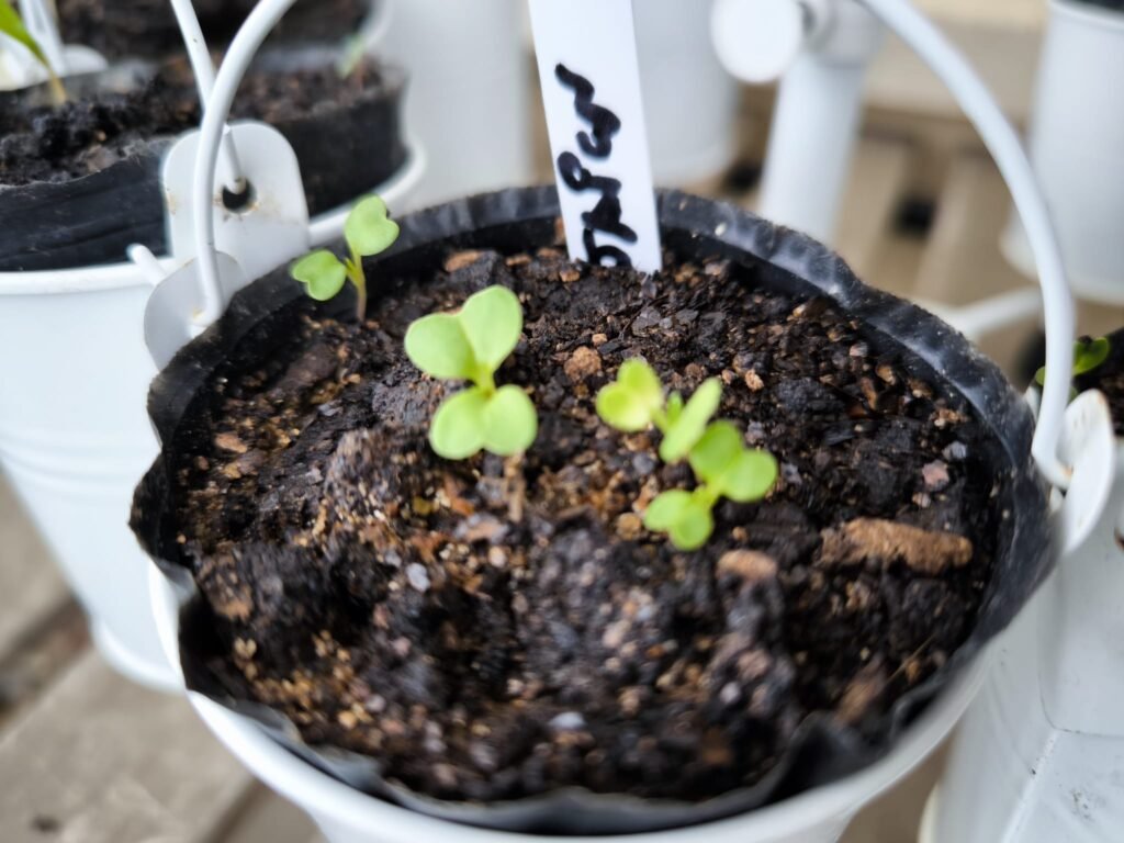 🧅 Qué plantar en enero en maceta en el hemisferio norte: Guía completa para tu huerto urbano y mesa de cultivo 15 qué cultivar en enero en maceta hemisferio norte
