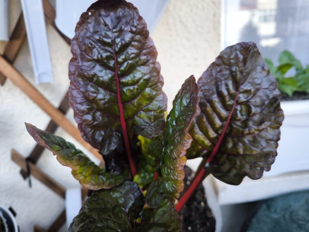 🌱 Qué plantar en marzo en maceta en el hemisferio norte: Guía completa para tu huerto urbano 17 que cultivar en marzo en casa en hemisferio norte