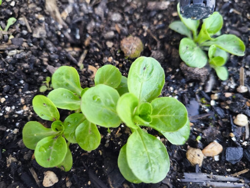 🌱 Qué plantar en marzo en maceta en el hemisferio norte: Guía completa para tu huerto urbano 12 que cultivar en marzo en maceta hemisferio norte