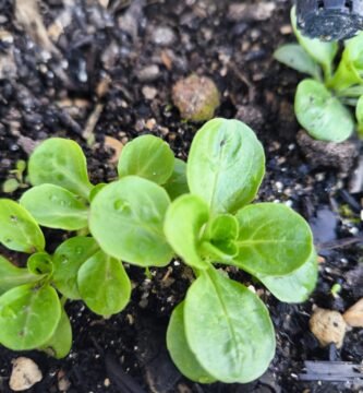 que cultivar en marzo hemisferio norte