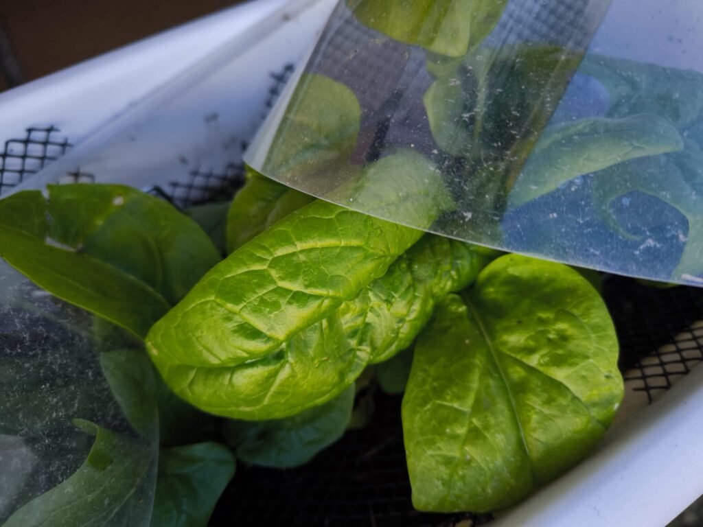 qué cultivar enero en el hemisferio sur
