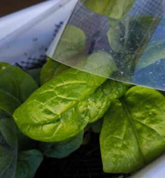 qué cultivar enero en el hemisferio sur