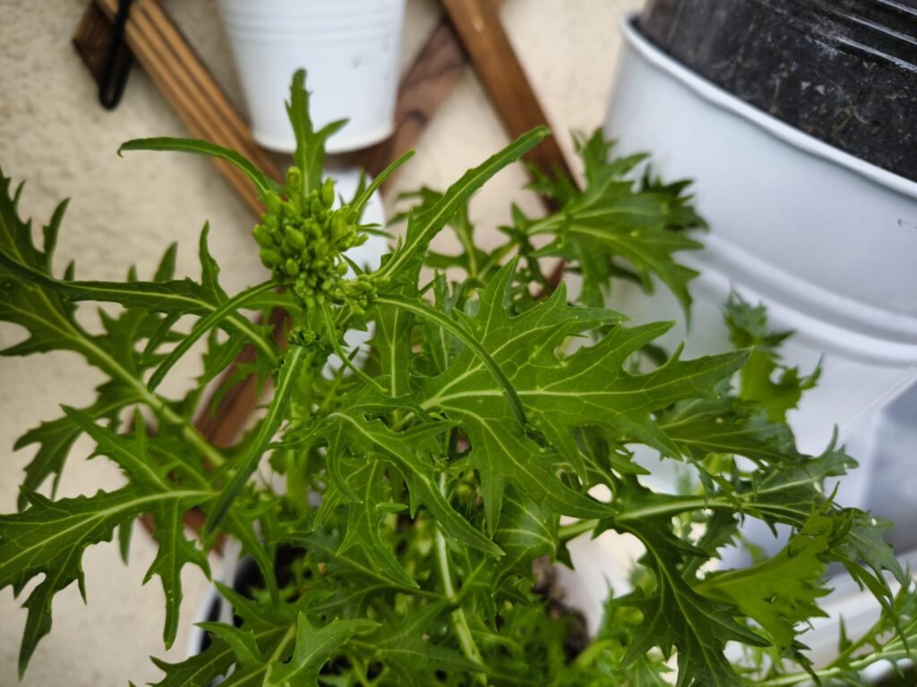🧅 Qué plantar en enero en maceta en el hemisferio norte: Guía completa para tu huerto urbano y mesa de cultivo 14 qué cultivar enero en maceta hemisferio norte