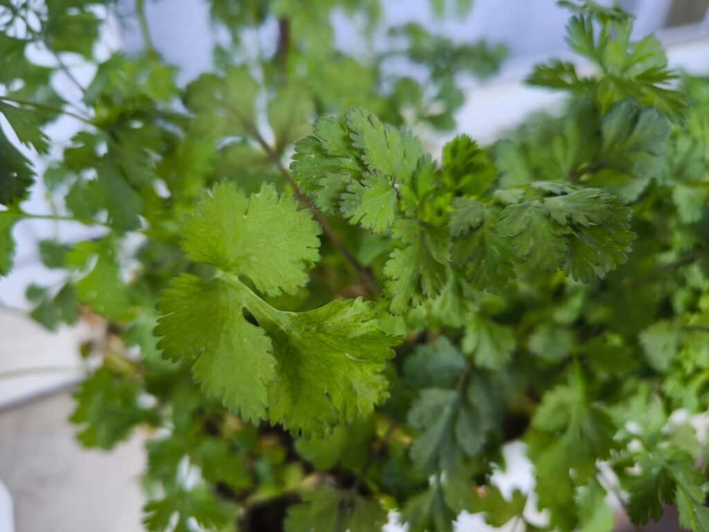 🌱 Qué plantar en marzo en maceta en el hemisferio norte: Guía completa para tu huerto urbano 22 que cultivar marzo en casa hemisferio norte