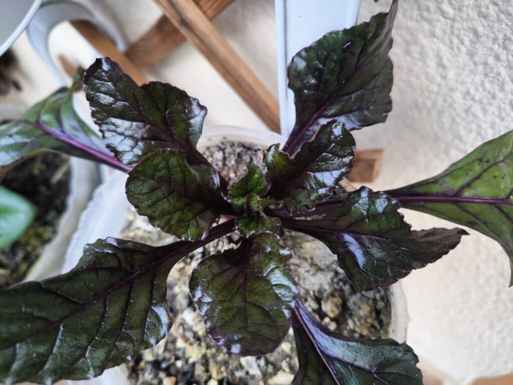 🧅 Qué plantar en enero en maceta en el hemisferio norte: Guía completa para tu huerto urbano y mesa de cultivo 13 qué plantar en enero en maceta hemisferio norte