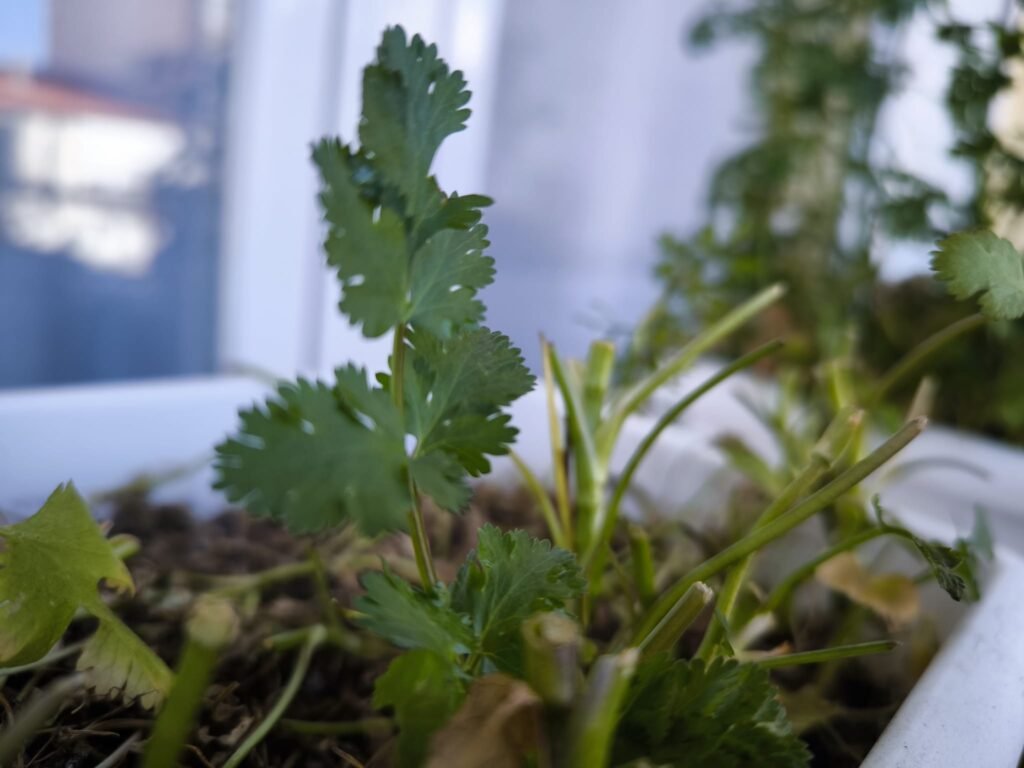 🌱 Qué plantar en marzo en maceta en el hemisferio norte: Guía completa para tu huerto urbano 15 que plantar en marzo en maceta en hemisferio norte