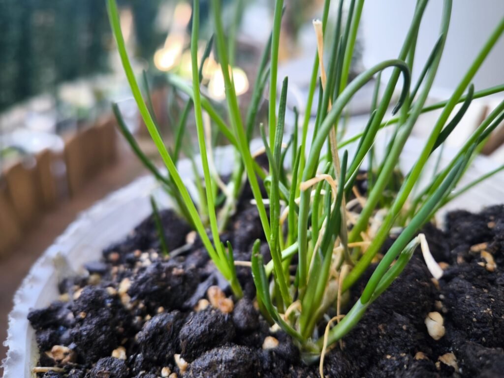 🌱 Qué plantar en marzo en maceta en el hemisferio norte: Guía completa para tu huerto urbano 13 qué plantar en marzo en maceta hemisferio norte