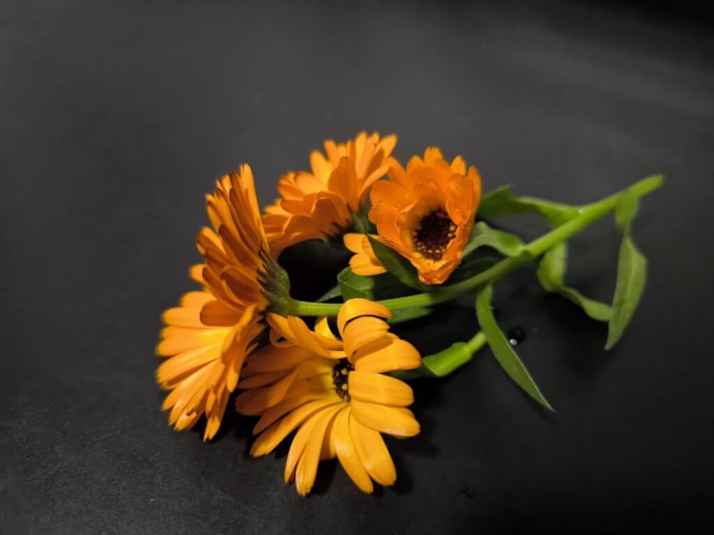🌟 Qué plantar en febrero en maceta en el hemisferio sur: Guía completa para tu huerto 10 que plantar febrero en maceta hemisferio sur