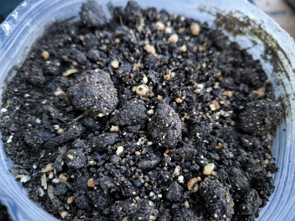 🧅 Qué plantar en enero en maceta en el hemisferio norte: Guía completa para tu huerto urbano y mesa de cultivo 19 qué puedo plantar en enero en maceta hemisferio norte