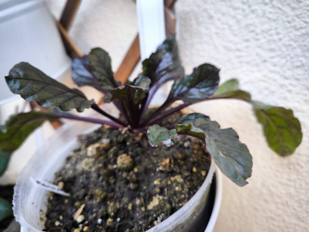 🌱 Qué plantar en marzo en maceta en el hemisferio norte: Guía completa para tu huerto urbano 20 que puedo plantar en marzo en casa hemisferio norte