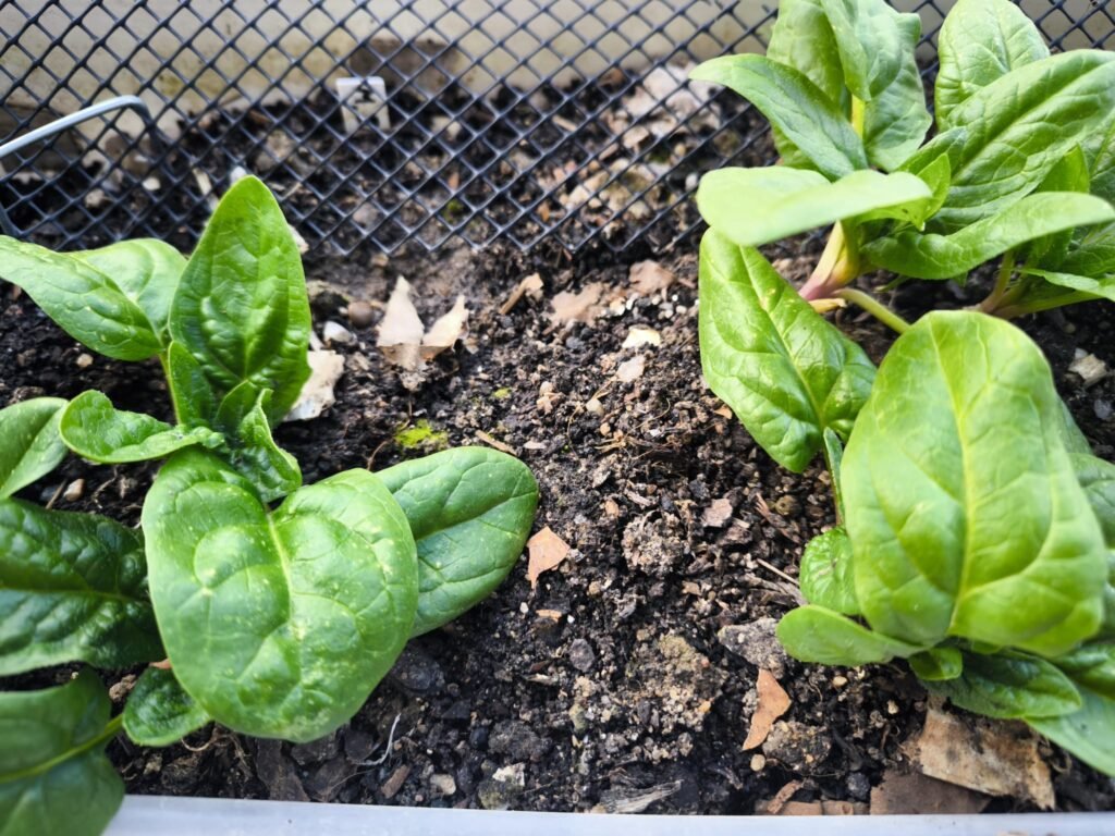 🧅 Qué plantar en enero en maceta en el hemisferio norte: Guía completa para tu huerto urbano y mesa de cultivo 16 qué sembrar en maceta en enero hemisferio norte