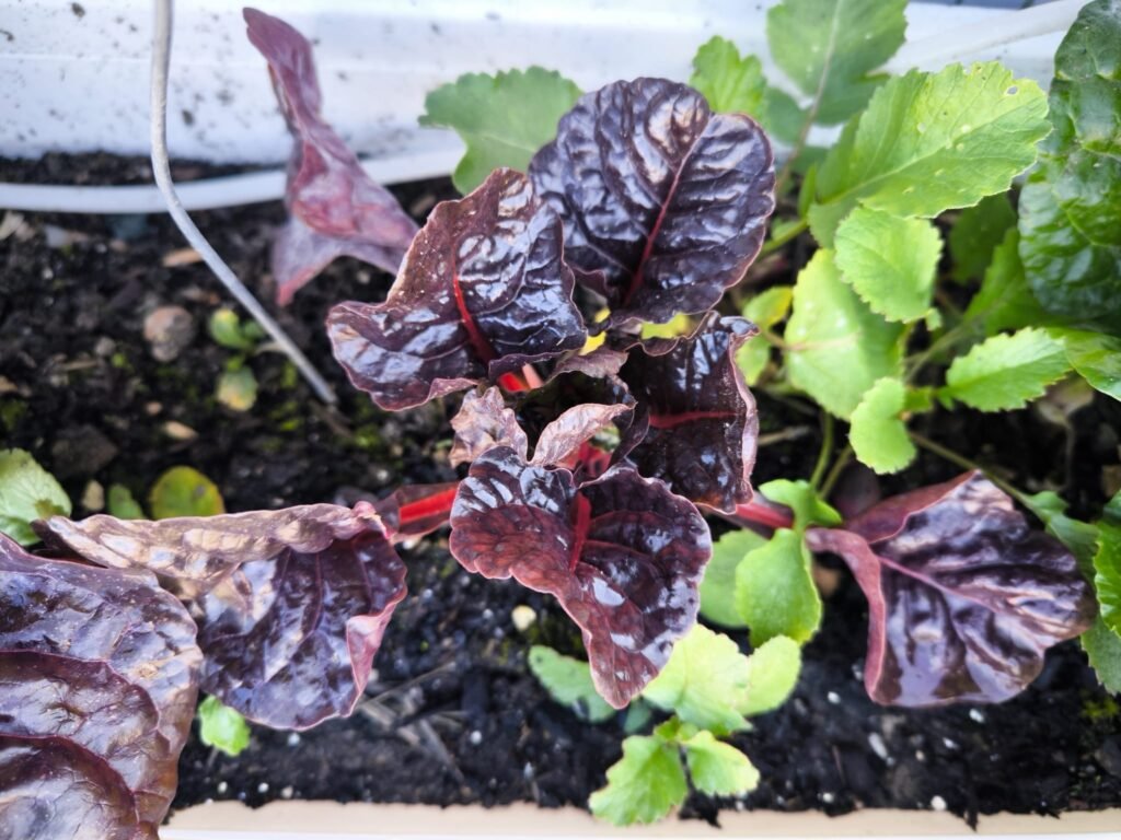 🌱 Qué plantar en marzo en maceta en el hemisferio norte: Guía completa para tu huerto urbano 23 que sembrar en marzo en maceta en huerto urbano hemisferio norte