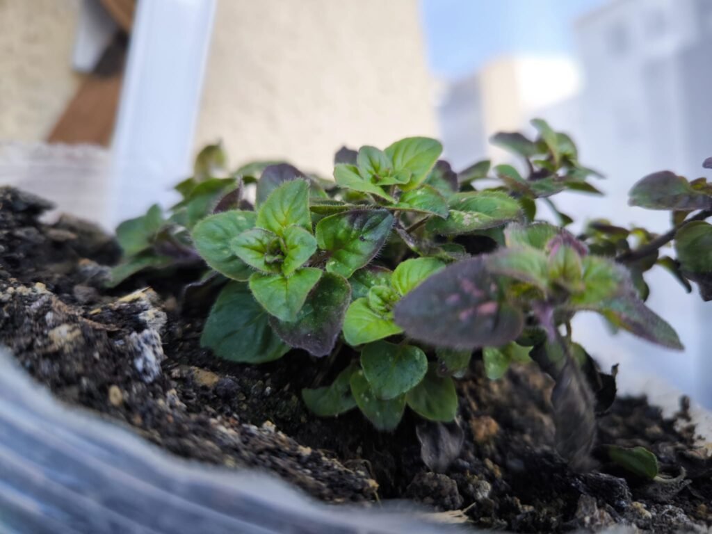 🌱 Qué plantar en marzo en maceta en el hemisferio norte: Guía completa para tu huerto urbano 18 que sembrar en marzo en casa hemisferio norte