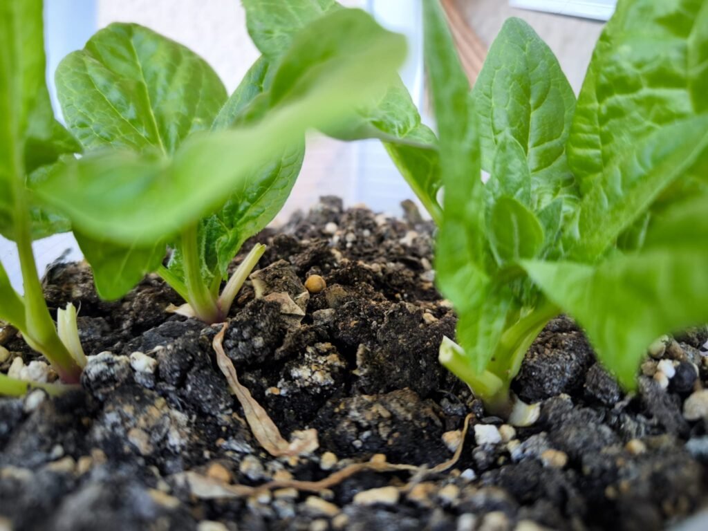 square foot garden