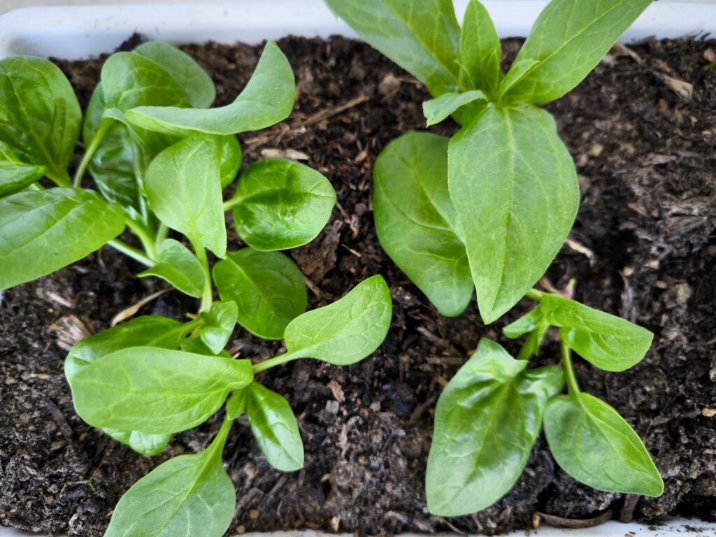 square foot garden método
