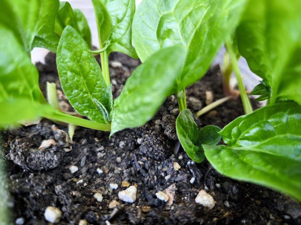 square foot gardening