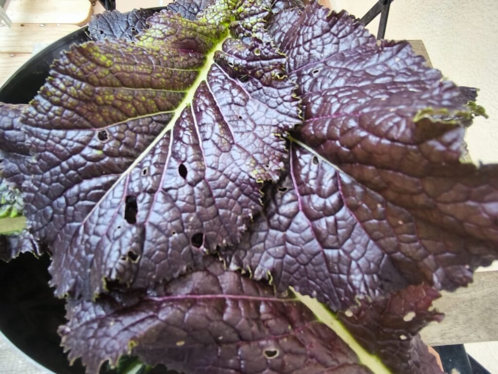 🍁 Cómo Cultivar Mostaza China: Guía Completa para un Huerto Exitoso 🏡 12 cultivar mostaza gigante roja