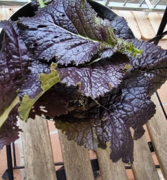 cultivar mostaza gigante roja en huerto urbano