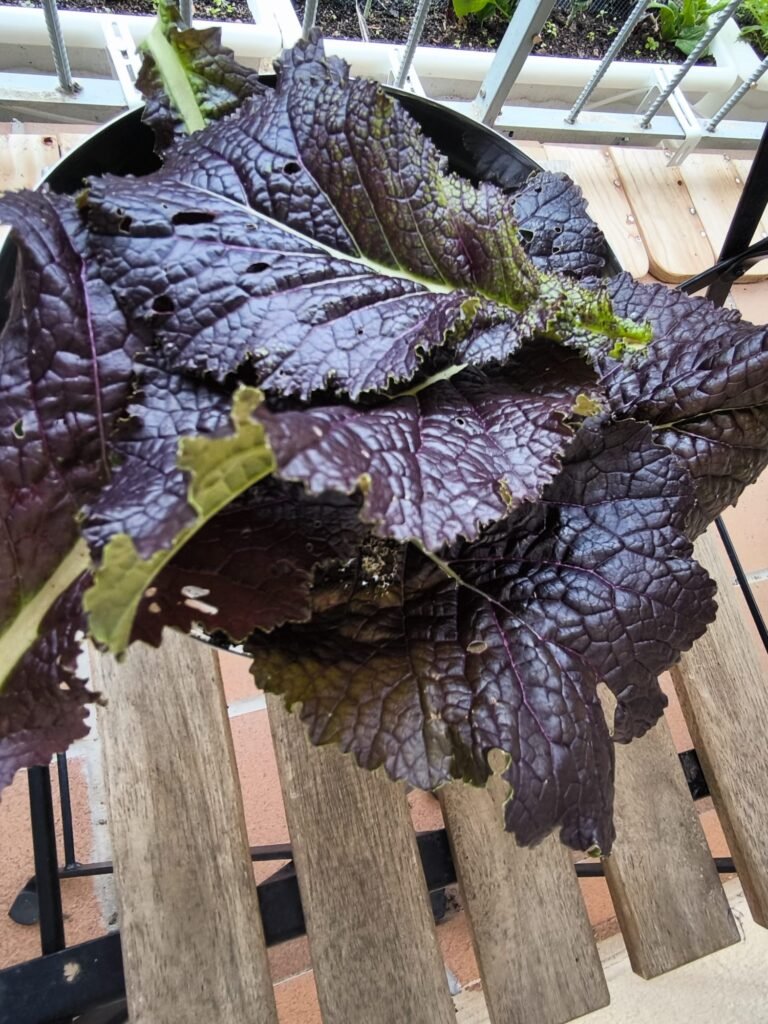 🍁 Cómo Cultivar Mostaza China: Guía Completa para un Huerto Exitoso 🏡 11 cultivar mostaza gigante roja en huerto urbano