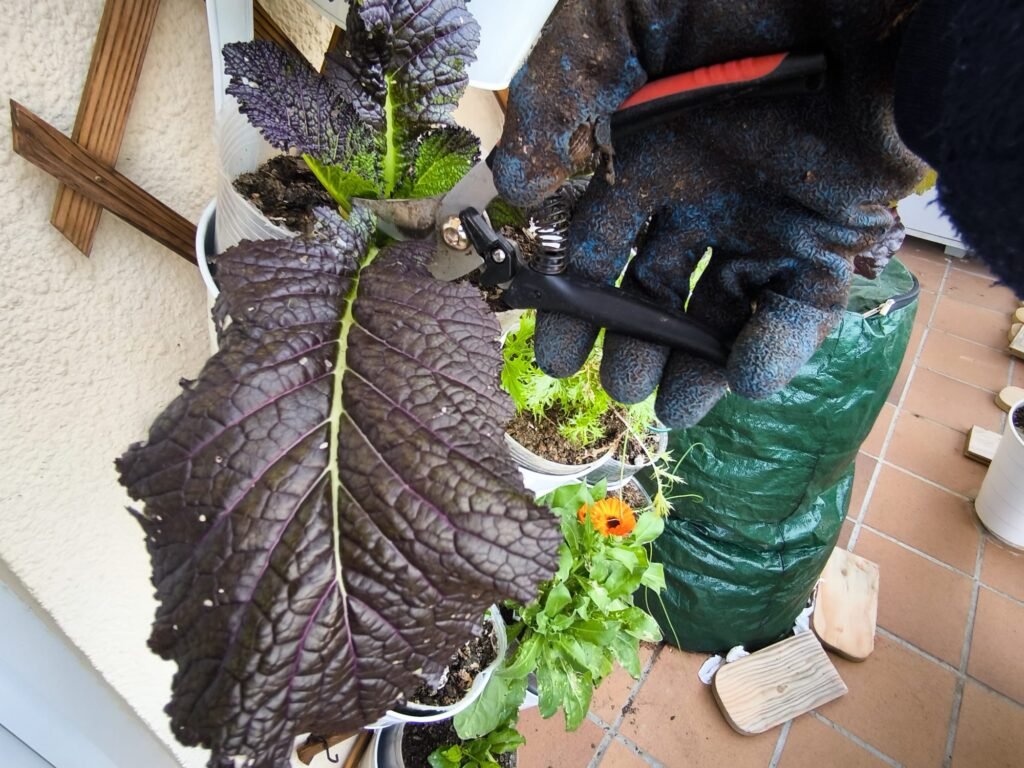 🍁 Cómo Cultivar Mostaza China: Guía Completa para un Huerto Exitoso 🏡 14