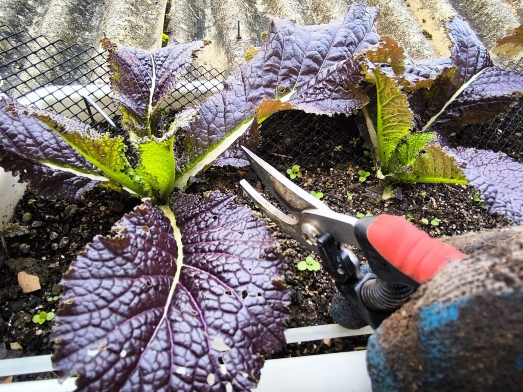 🍁 Cómo Cultivar Mostaza China: Guía Completa para un Huerto Exitoso 🏡 18