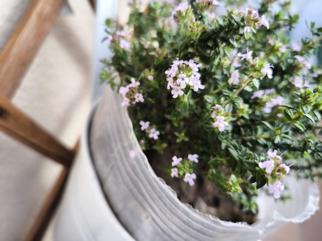 🌿 Tomillo Cuidados en Maceta: guía completa para que florezca y tener un huerto urbano aromático y resistente 🪴 17 como cuidar del tomillo en el huerto urbano