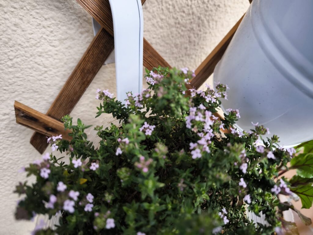🌿 Tomillo Cuidados en Maceta: guía completa para que florezca y tener un huerto urbano aromático y resistente 🪴 14 cómo cultivar tomillo en casa