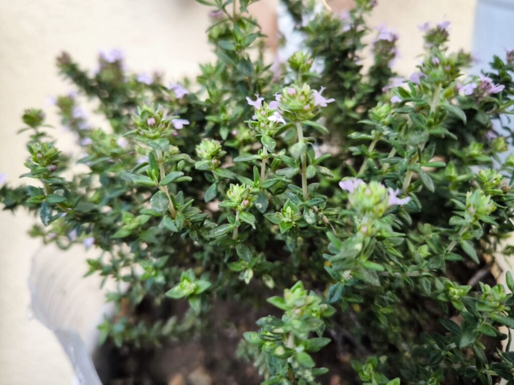 🌿 Tomillo Cuidados en Maceta: guía completa para que florezca y tener un huerto urbano aromático y resistente 🪴 20 como sembrar planta de tomillo en maceta