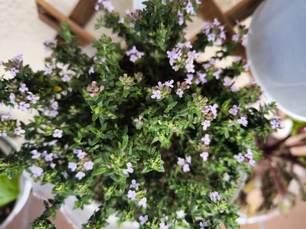 🌿 Tomillo Cuidados en Maceta: guía completa para que florezca y tener un huerto urbano aromático y resistente 🪴 19 como sembrar tomillo en maceta