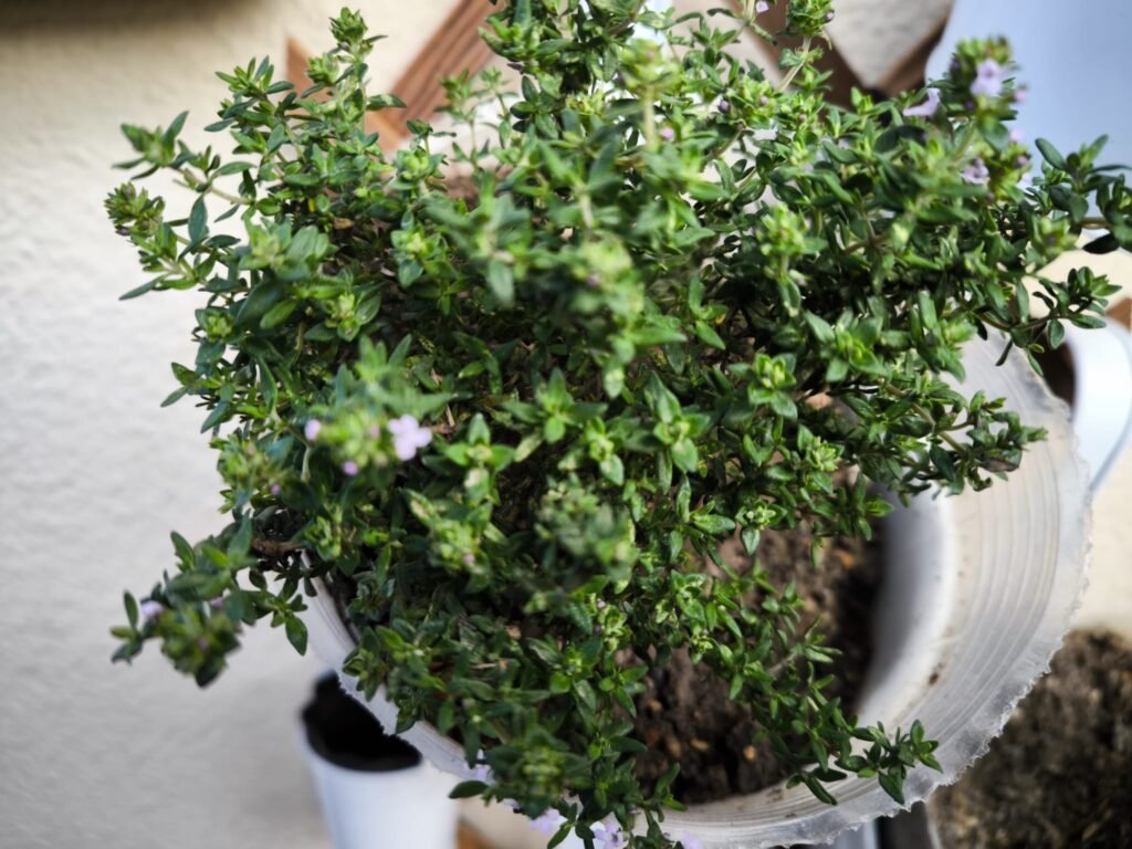 🌿 Tomillo Cuidados en Maceta: guía completa para que florezca y tener un huerto urbano aromático y resistente 🪴 12 cuidados de la planta de tomillo en maceta