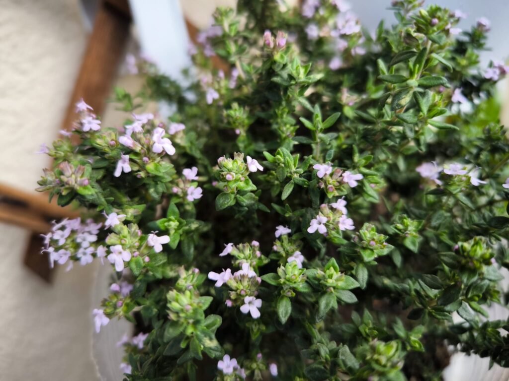 🌿 Tomillo Cuidados en Maceta: guía completa para que florezca y tener un huerto urbano aromático y resistente 🪴 16 cuidados de tomillo en maceta
