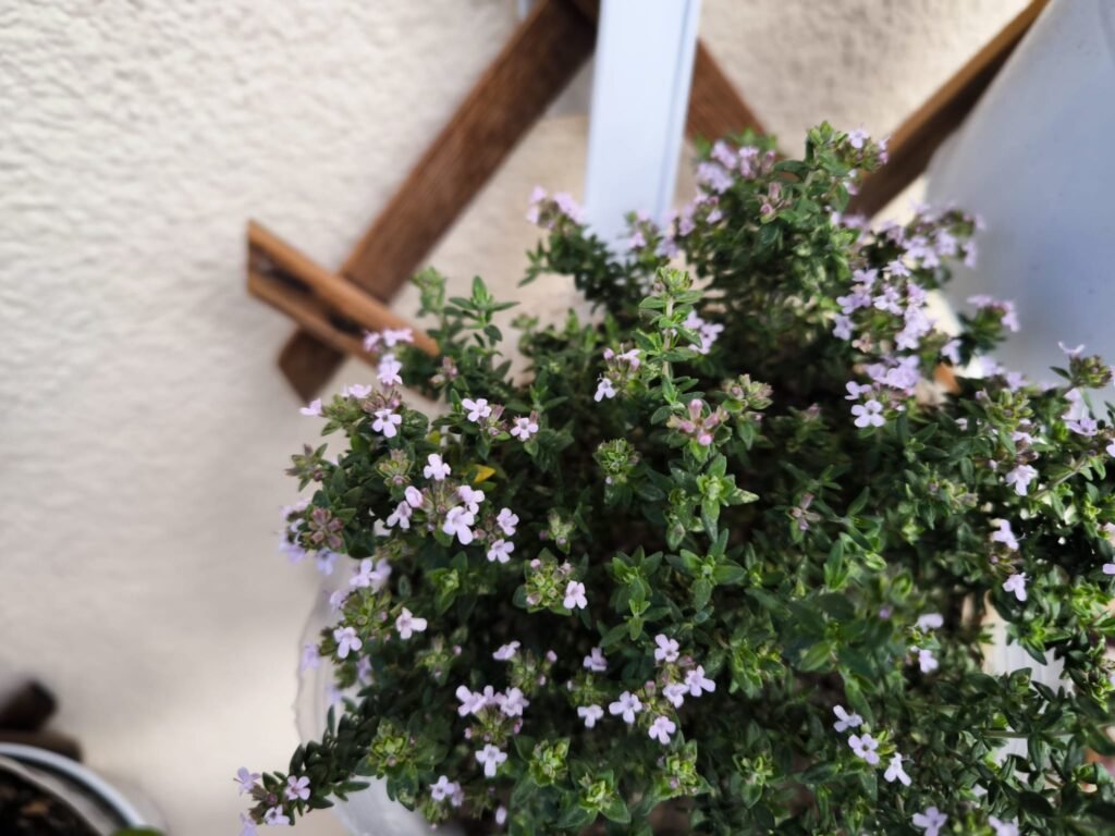 🌿 Tomillo Cuidados en Maceta: guía completa para que florezca y tener un huerto urbano aromático y resistente 🪴 15 cultivar flores de tomillo