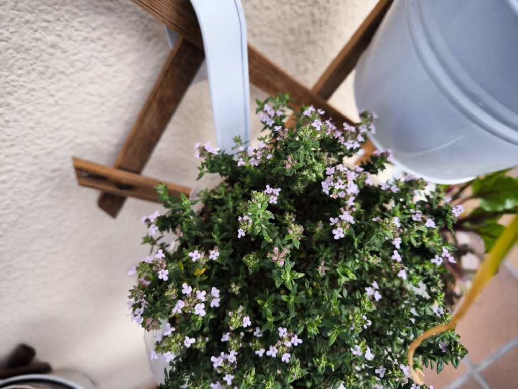🌿 Tomillo Cuidados en Maceta: guía completa para que florezca y tener un huerto urbano aromático y resistente 🪴 13 cultivo de tomillo en maceta