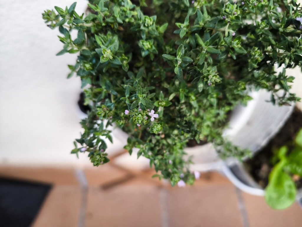 🌿 Tomillo Cuidados en Maceta: guía completa para que florezca y tener un huerto urbano aromático y resistente 🪴 21 planta de tomillo cuidados en maceta