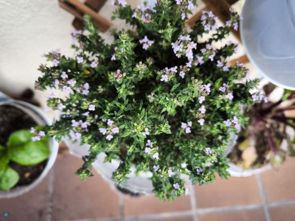 🌿 Tomillo Cuidados en Maceta: guía completa para que florezca y tener un huerto urbano aromático y resistente 🪴 18 plantar tomillo en maceta
