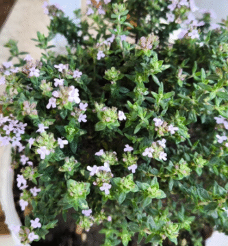 qué cultivar en abril en el huerto urbano