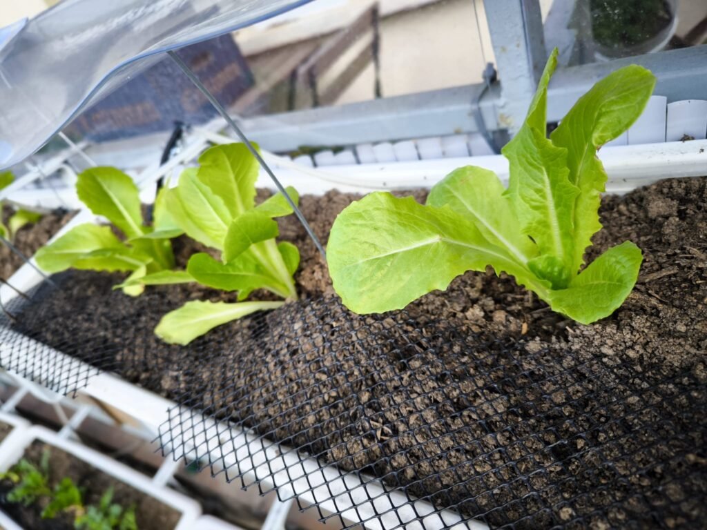 🌼 Qué plantar en mayo en el hemisferio norte: transforma tu rincón en un huerto urbano lleno de vida 🌱 16 qué plantar en mayo en el hemisferio norte