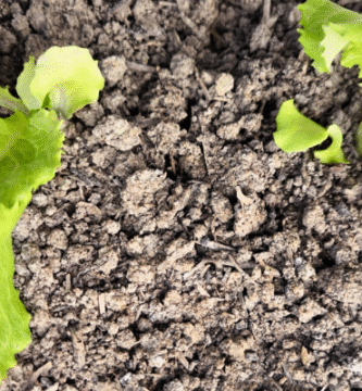 qué plantar en mayo en el hemisferio norte