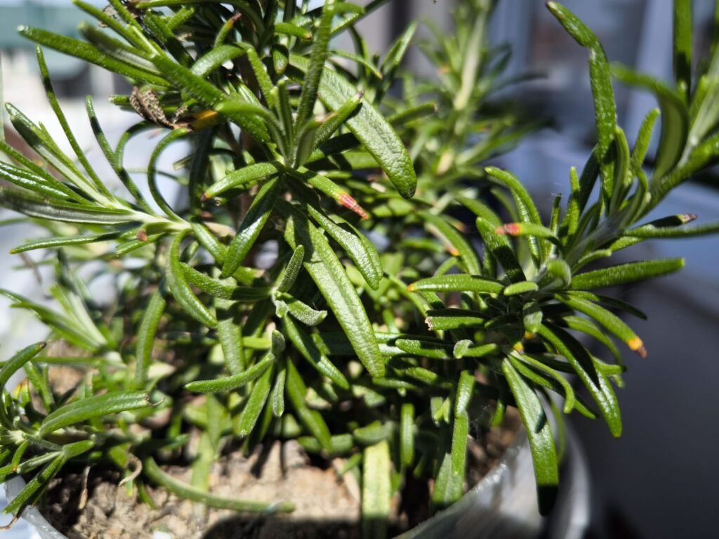 🌸 Qué plantar en abril en el hemisferio norte: ¡Convierte tu rincón en un pequeño huerto urbano! 17 qué se siembra en abril en el huerto urbano