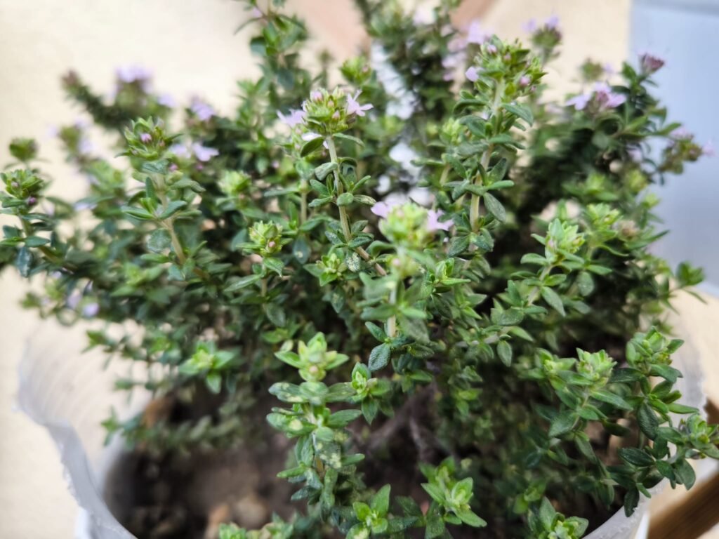 🌿 Tomillo Cuidados en Maceta: guía completa para que florezca y tener un huerto urbano aromático y resistente 🪴 22 sembrar planta de tomillo en maceta