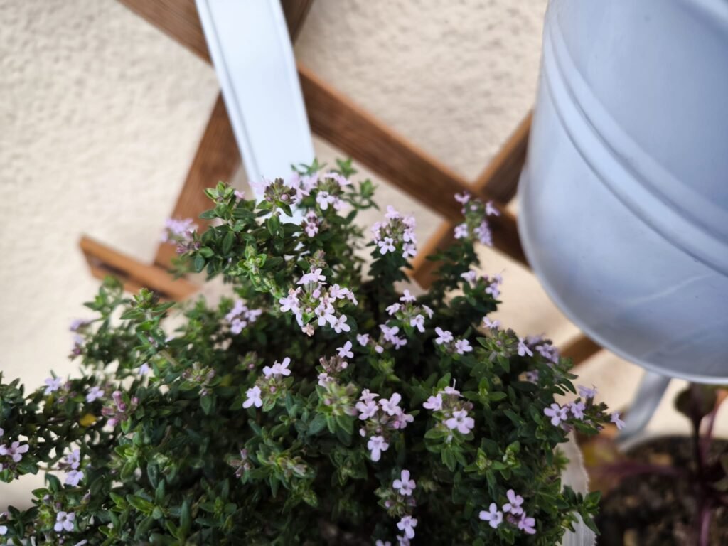 🌿 Tomillo Cuidados en Maceta: guía completa para que florezca y tener un huerto urbano aromático y resistente 🪴 23 siembra tomillo en maceta